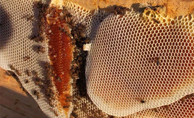 Binboğa Bal Kooperatifi